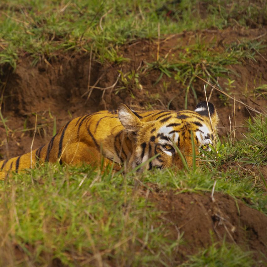 Forest Spirit: Phone Call of bush